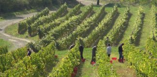 Strateški razvoj vinarskog i vinogradarskog sektora u Srbiji