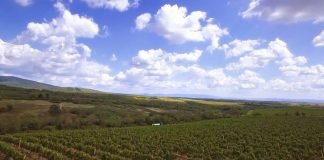 Upis u Vinogradarski registar
