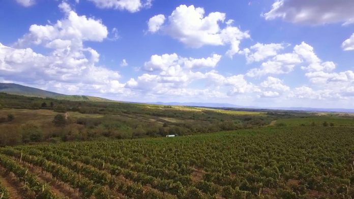 vinogradi