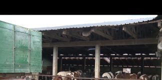 Bijeljina – Mastitis kod krava