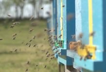 Proizvodnja meda u Srbiji