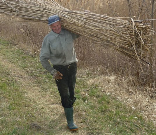 Ručno sečenje trske odlazi u zaborav