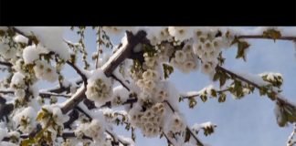 Bijeljina – Aprilski mraz pričinio štetu voćnjacima