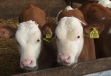 Rast cene utovljene junadi