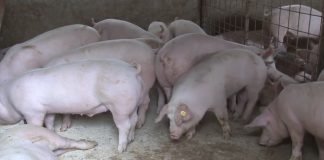 Poziv klanicama za prikupljanje ponuda za klanje i preradu tovnih svinja