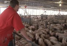 Robne rezerve preuzimaju 15.000 tovljenika