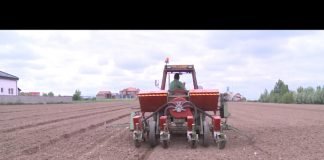 Bijeljina – Privode se kraju radovi na oglednim poljima kukuruza