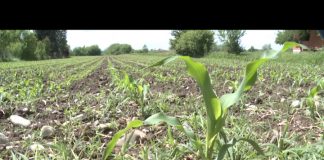 Bijeljina – Ratari obavljaju korektivni tretman useva