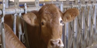Sastanak Udruženja Agroprofit – Stanje u tovnom govedarstvu
