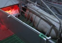 Konkurs za raspodelu sredstava za sprovođenje odgajivačkog programa u Vojvodini