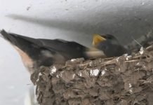 Takmičenje „Domaćinstvo koje su laste izabrale“ – Pobedniku tona kukuruza