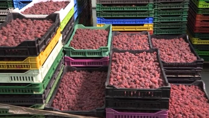 Maline