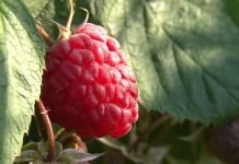 Malina će ove godine biti tražena roba