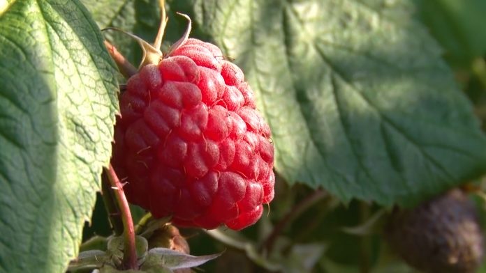 Maline YT