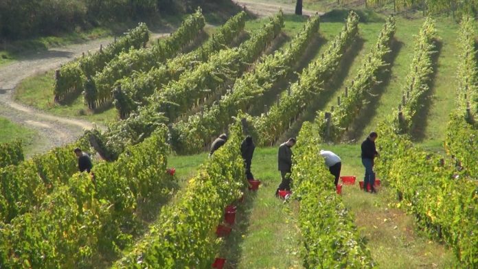 podsticaji vinari i vinogradari