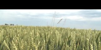 Bijeljina – Dan polja strnih žita