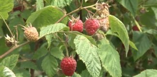 Otkupna cena maline ove godine oko 300 dinara
