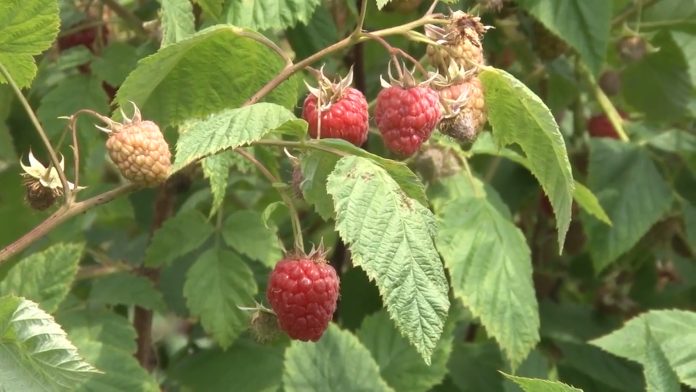 Maline YT