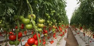Biće povrća i za pijace i za supermarkete