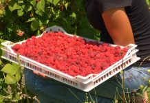 Proizvođači malina nezadovoljni otkupnom cenom