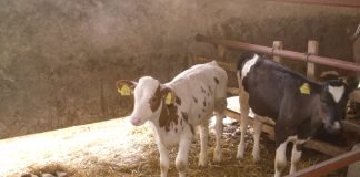Srbija ima najveću ponudu kvalitetne junadi