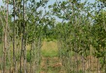 Uručeni ugovori za bespovratna sredstva za pošumljavanje novih površina