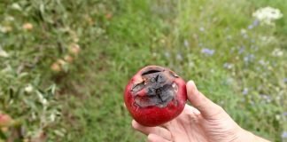 Grad pričinio štetu usevima