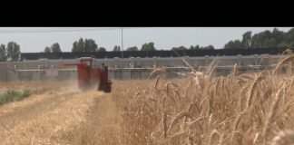 Bijeljina – Žetva pšenice