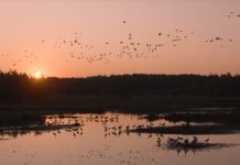 Vlada Republike Srbije štiti divlje ptice