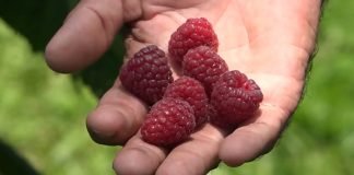 Rekordna cena maline