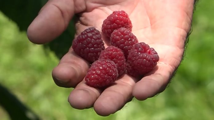 maline