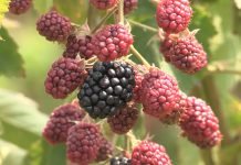 Rod maline više uništila suša nego grad