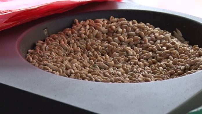 merkantilna psenica