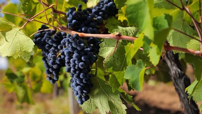 vinogradi