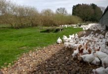 Kako obezbediti optimalne uslove u kokošinjcu u vreme vrućina
