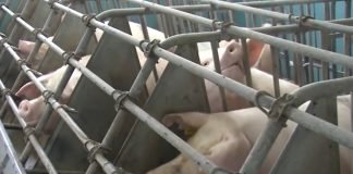 Srbija je od izvoznika mesa postala uvoznik mesa