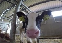 Otkup junadi – Klaničari povoljniji od nakupaca