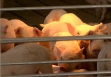 Naučnici na pragu otkrića vakcine za afričku kugu svinja