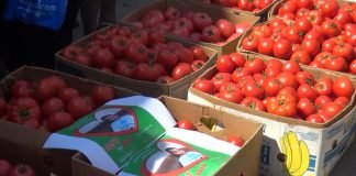EU proizvodi i izvozi manje svežeg paradajza, ali raste potražnja za prerađenim