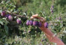 Berba šljiva zadovoljavajuća