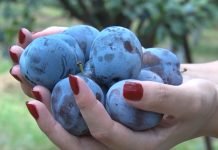 Uočena plamenjača šljive i šljivin smotavac