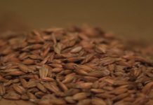 Uzgoj spelte u Srbiji