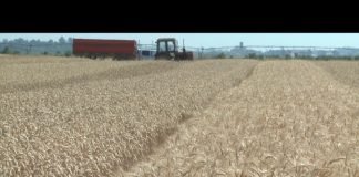 Bijeljina – Rast cena brašna