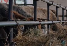 Autohtona rasa goveda Buša