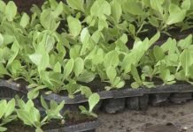 Vojvodina pomaže razvoj organske proizvodnje