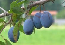 Berba šljiva je u toku