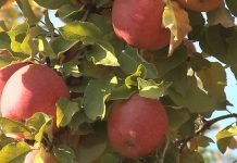 Predstoji borba voćara za izvoz jabuka