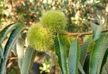 Podizanje zasada pitomog kestena