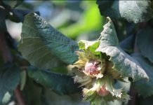 Uticaj vremenskih prilika na rod oraha i lešnika