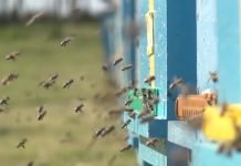 Pripreme pčela za zimu